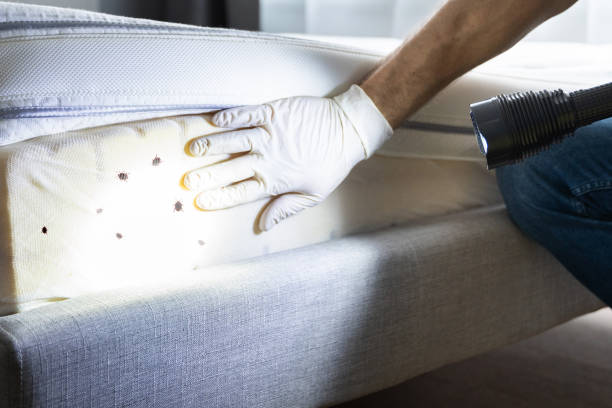Best Cockroach Control Services  in Springdale, NJ